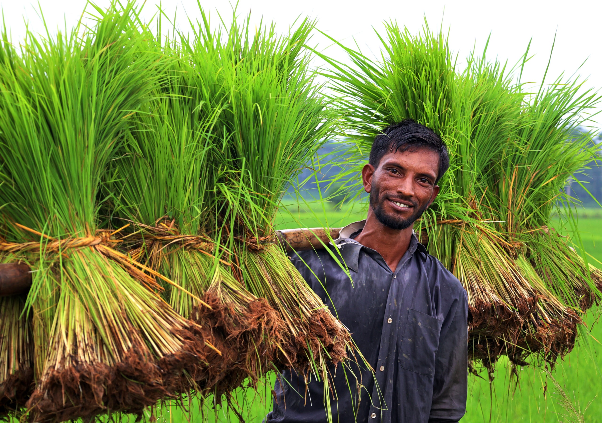 Farmers are busy planting and caring for rice seedlings in the field